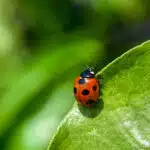 Ein Marienkäfer mit leuchtend rotem Körper und sieben schwarzen Punkten sitzt auf einem frischen, grünen Blatt in der Sonne.