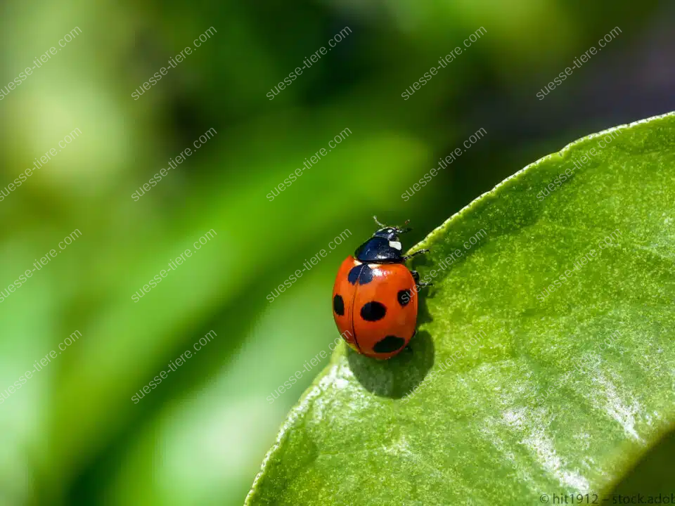 Ein Marienkäfer mit leuchtend rotem Körper und sieben schwarzen Punkten sitzt auf einem frischen, grünen Blatt in der Sonne.