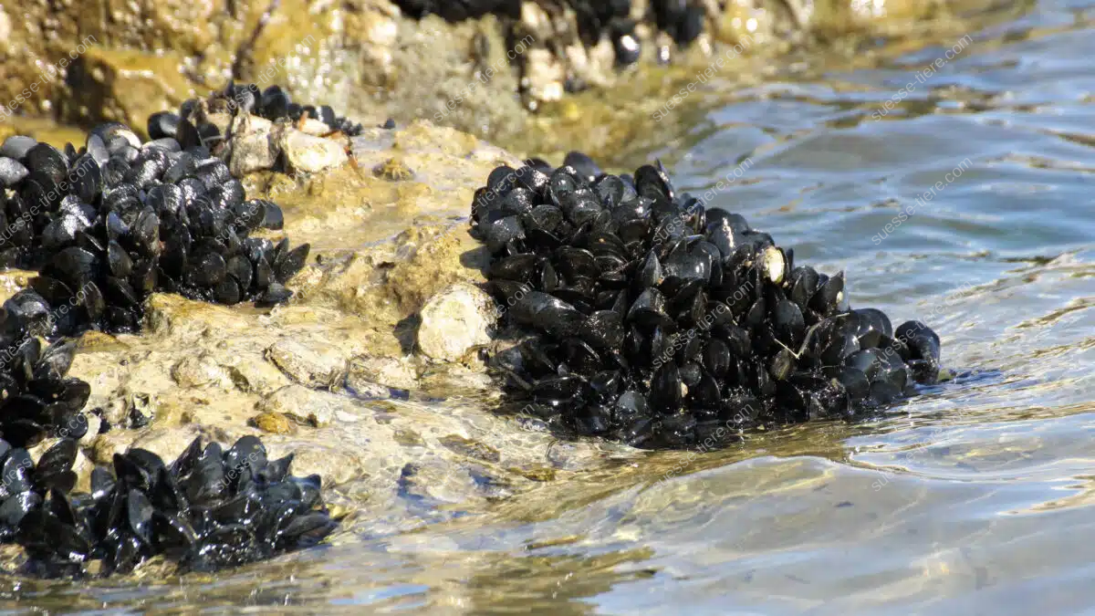 Mehrere schwarze Miesmuscheln kleben an einem Felsen im seichten Küstenwasser.