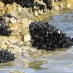 Mehrere schwarze Miesmuscheln kleben an einem Felsen im seichten Küstenwasser.