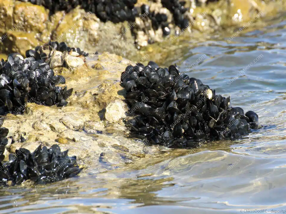 Mehrere schwarze Miesmuscheln kleben an einem Felsen im seichten Küstenwasser.