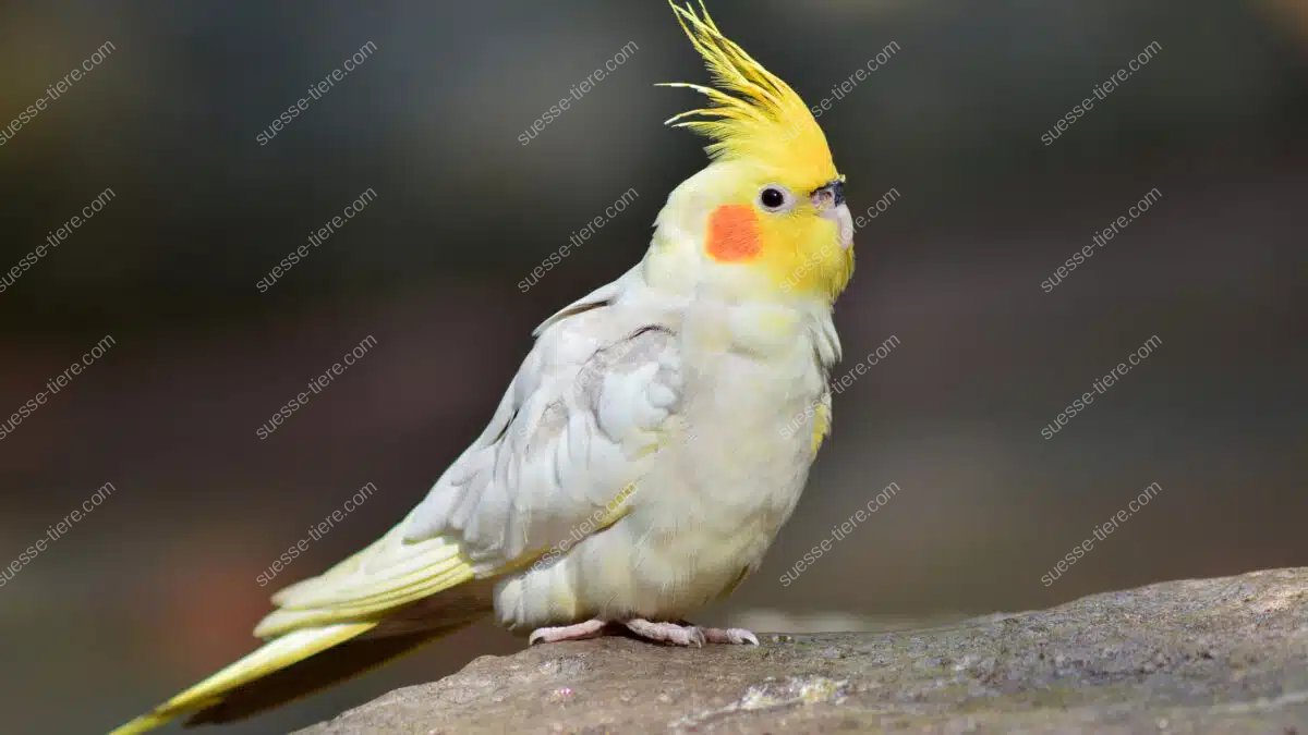 Ein Nymphensittich mit gelbem Schopf sitzt aufmerksam auf einem Felsen.