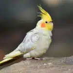 Ein Nymphensittich mit gelbem Schopf sitzt aufmerksam auf einem Felsen.