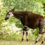 Ein Okapi steht zwischen Bäumen im Wald, sein gestreiftes Hinterteil ist deutlich sichtbar.