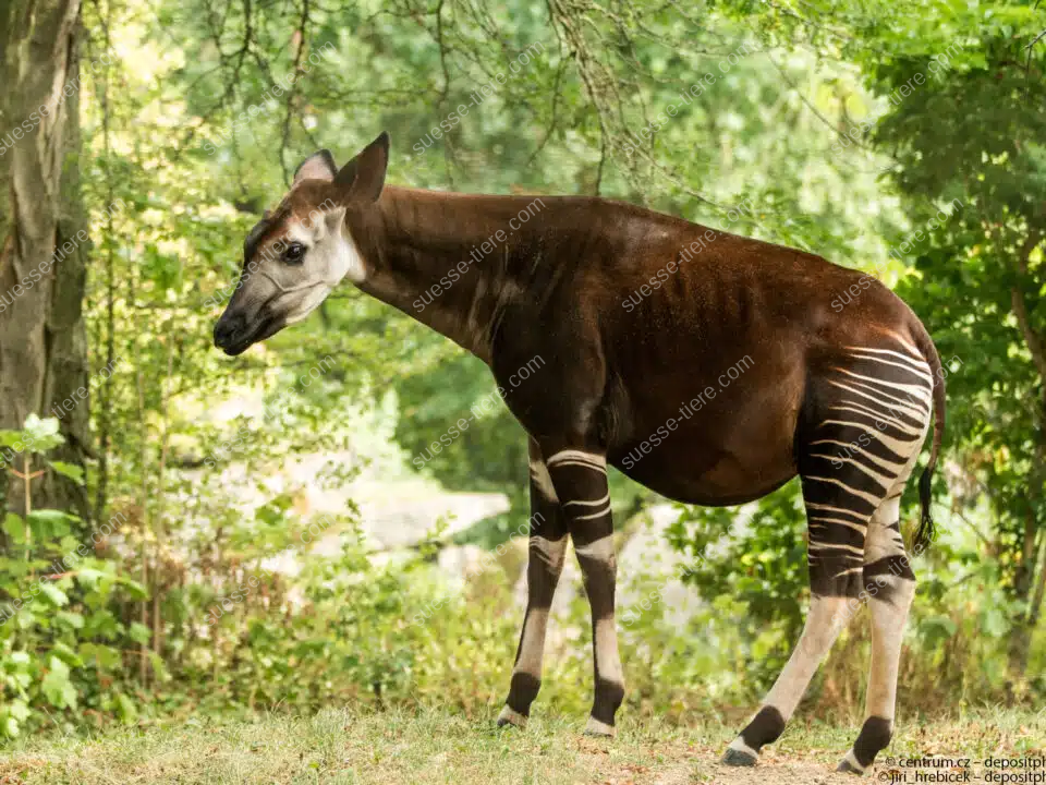 Ein Okapi steht zwischen Bäumen im Wald, sein gestreiftes Hinterteil ist deutlich sichtbar.
