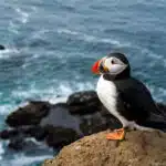 Ein Papageientaucher mit farbigem Schnabel steht auf einer Klippe über dem Meer.