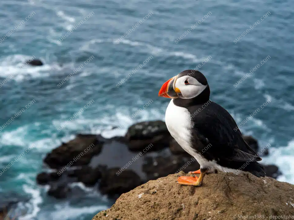 Ein Papageientaucher mit farbigem Schnabel steht auf einer Klippe über dem Meer.
