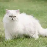 Eine weiße Perserkatze mit langem Fell steht auf einer grünen Wiese im Garten.