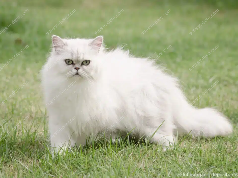 Eine weiße Perserkatze mit langem Fell steht auf einer grünen Wiese im Garten.