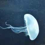 Eine transparente Qualle treibt anmutig durch dunkles, bläulich schimmerndes Wasser.