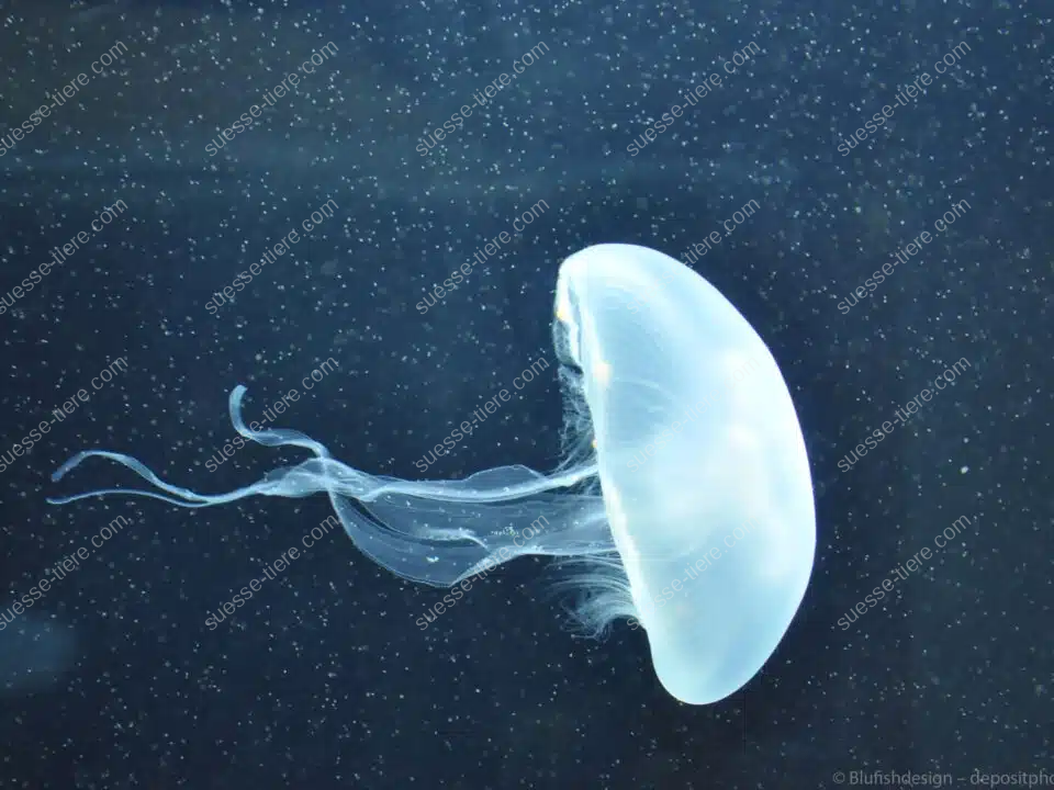 Eine transparente Qualle treibt anmutig durch dunkles, bläulich schimmerndes Wasser.