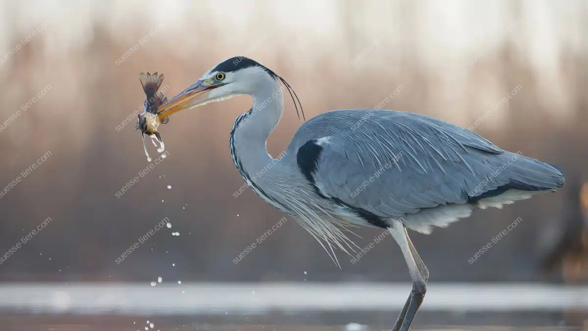 Ein Reiher steht im Wasser und hält einen frisch gefangenen Fisch im Schnabel.