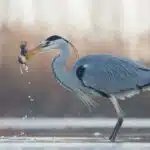 Ein Reiher steht im Wasser und hält einen frisch gefangenen Fisch im Schnabel.