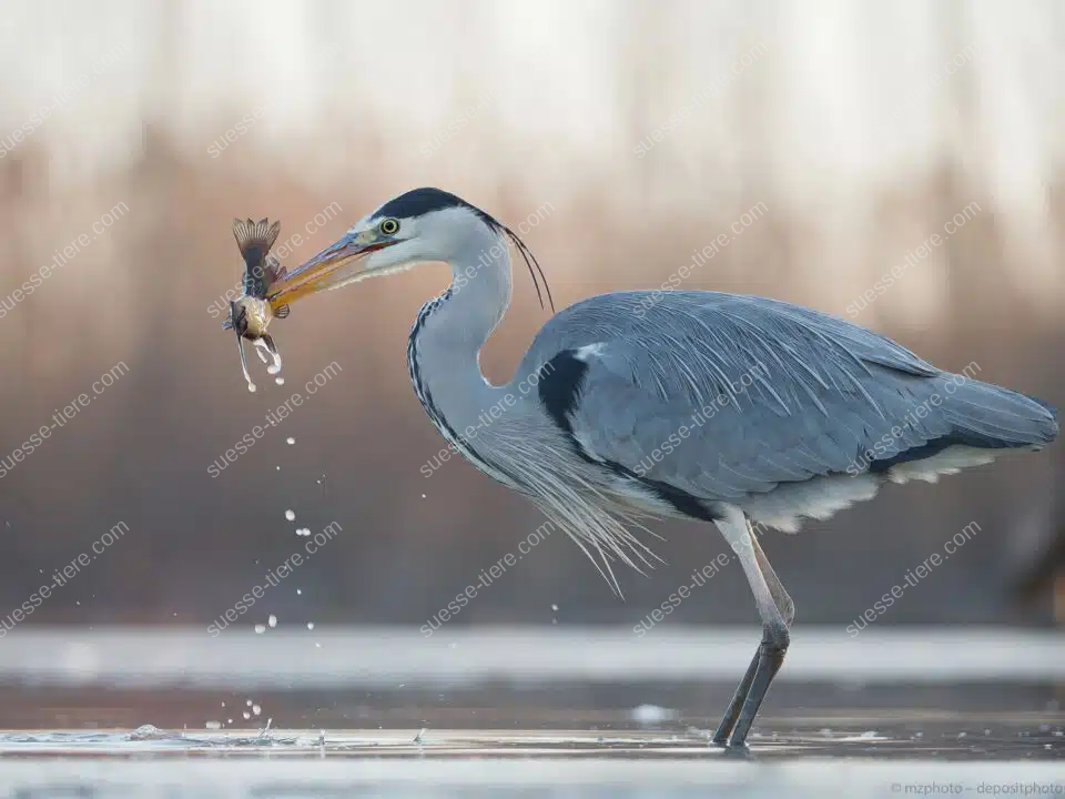 Ein Reiher steht im Wasser und hält einen frisch gefangenen Fisch im Schnabel.