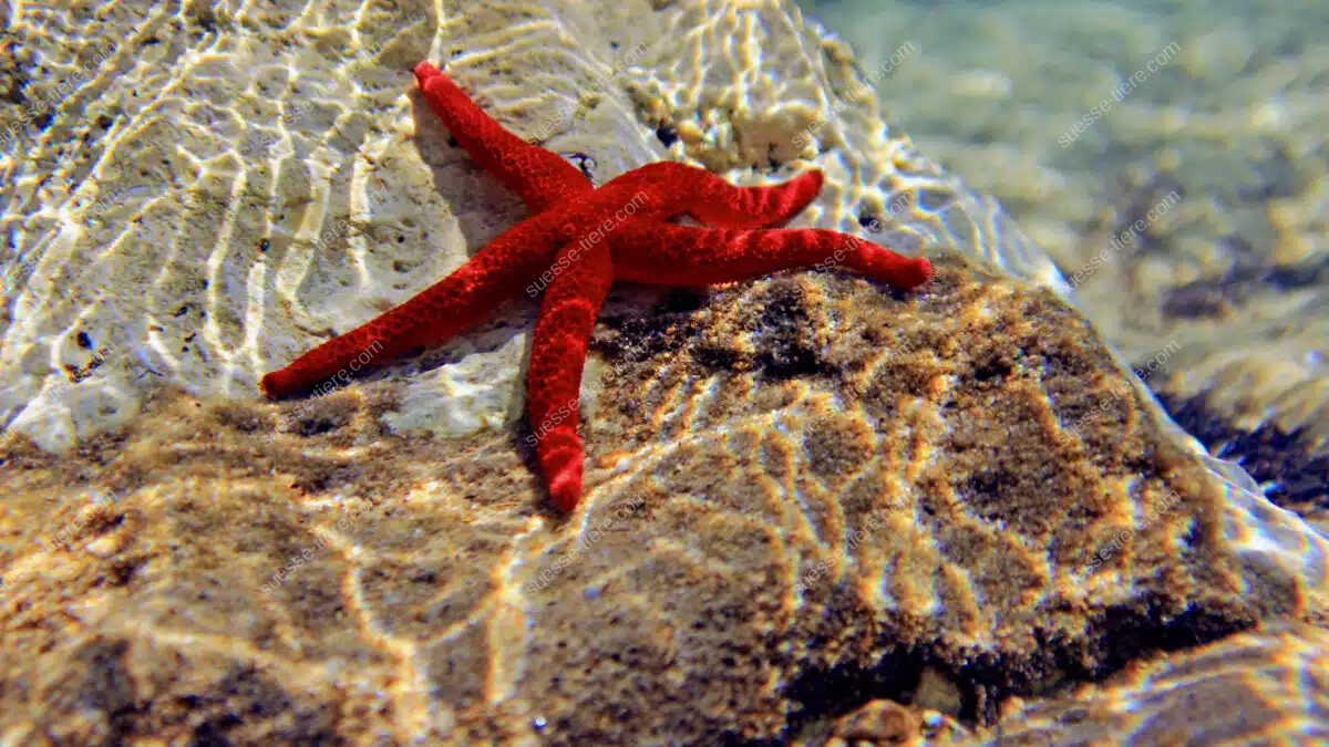Ein roter Seestern liegt auf einem Felsen unter Wasser, das Licht spielt auf seiner Oberfläche.