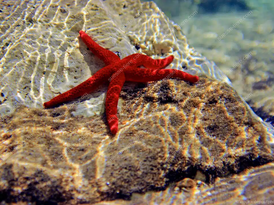 Ein roter Seestern liegt auf einem Felsen unter Wasser, das Licht spielt auf seiner Oberfläche.