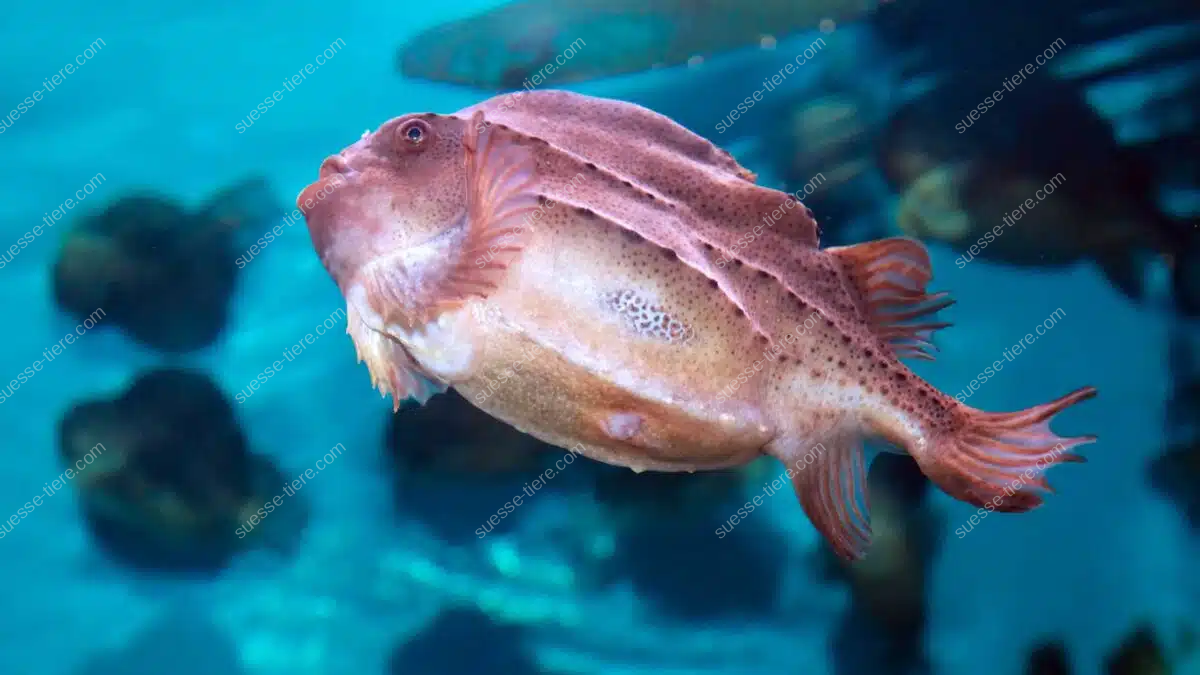 Ein rundlicher Seehase mit rötlicher Haut schwimmt in klarem, blauem Wasser.