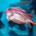 Ein rundlicher Seehase mit rötlicher Haut schwimmt in klarem, blauem Wasser.