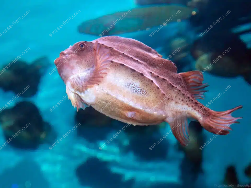 Ein rundlicher Seehase mit rötlicher Haut schwimmt in klarem, blauem Wasser.