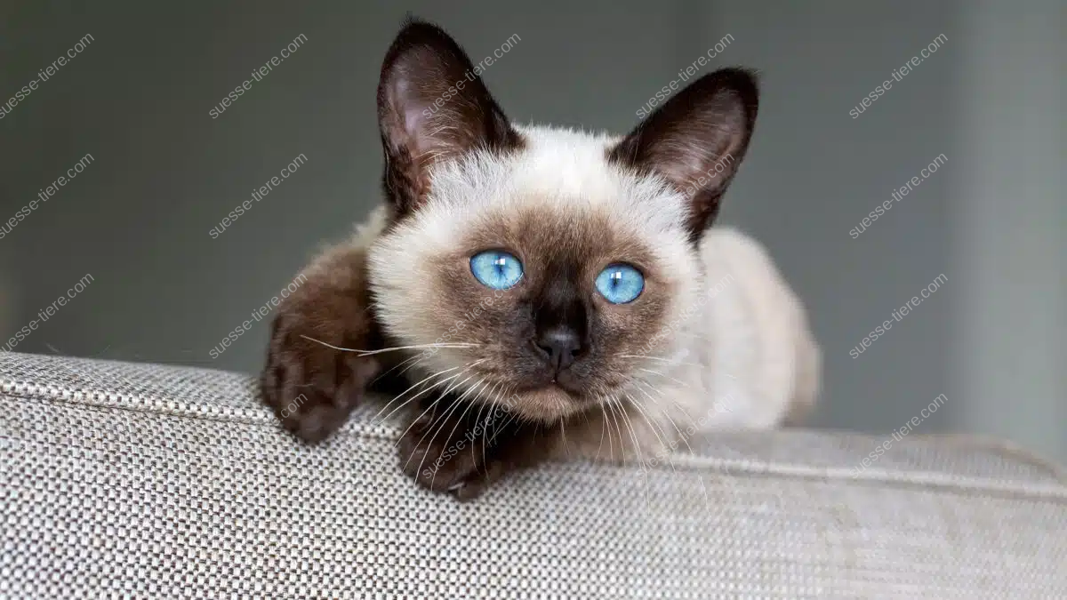 Siamkatze mit auffälligen blauen Augen und dunklen Points ruht entspannt auf einer Couchlehne.