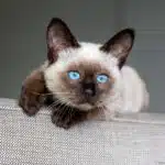 Siamkatze mit auffälligen blauen Augen und dunklen Points ruht entspannt auf einer Couchlehne.
