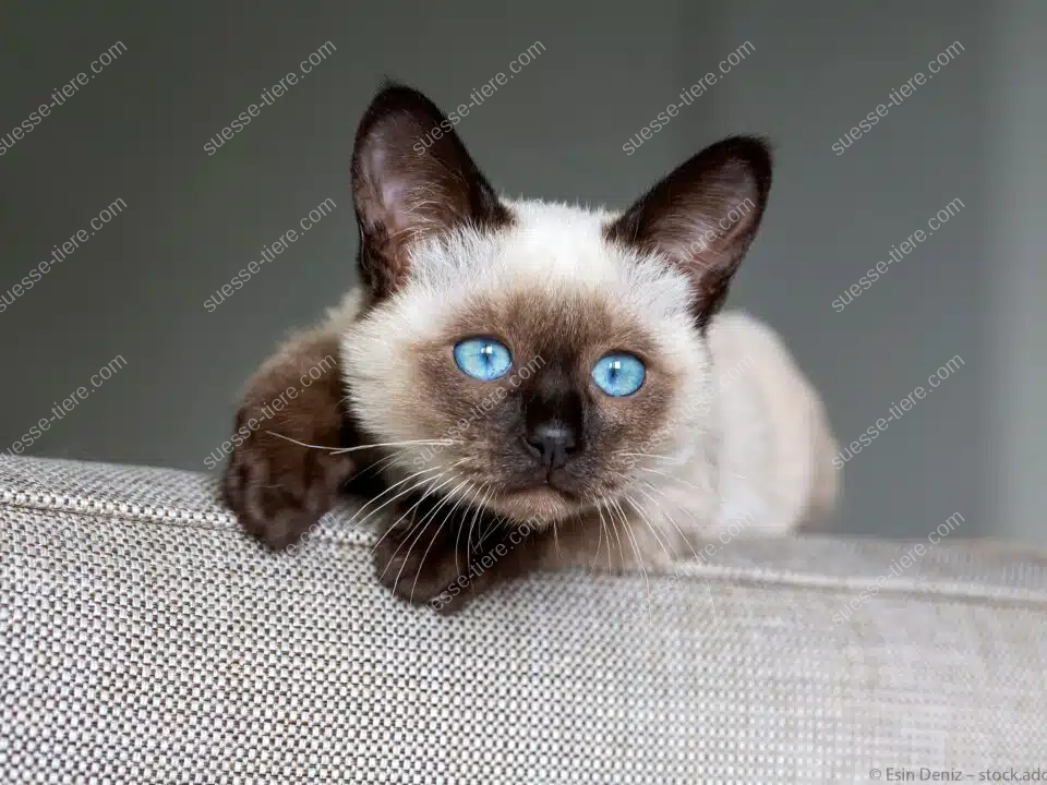 Siamkatze mit auffälligen blauen Augen und dunklen Points ruht entspannt auf einer Couchlehne.