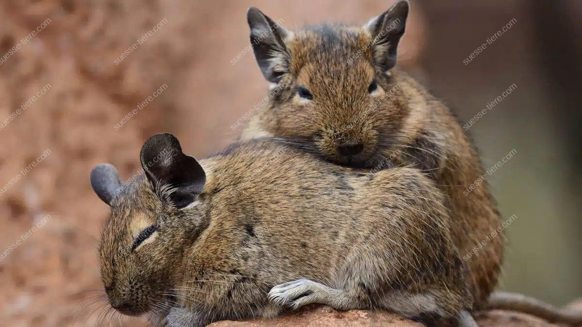 Zwei eng aneinander gekuschelte Degus ruhen gemeinsam auf einem warmen Felsen.