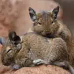 Zwei eng aneinander gekuschelte Degus ruhen gemeinsam auf einem warmen Felsen.