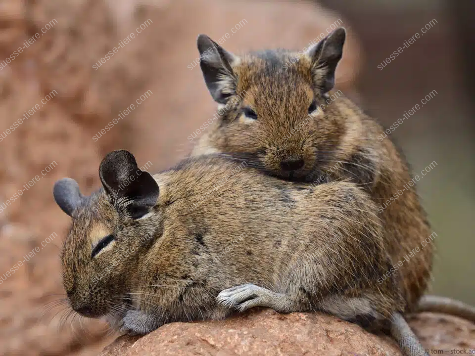 Zwei eng aneinander gekuschelte Degus ruhen gemeinsam auf einem warmen Felsen.