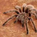 Eine braune, behaarte Vogelspinne sitzt auf einem rotbraunen Steinboden.