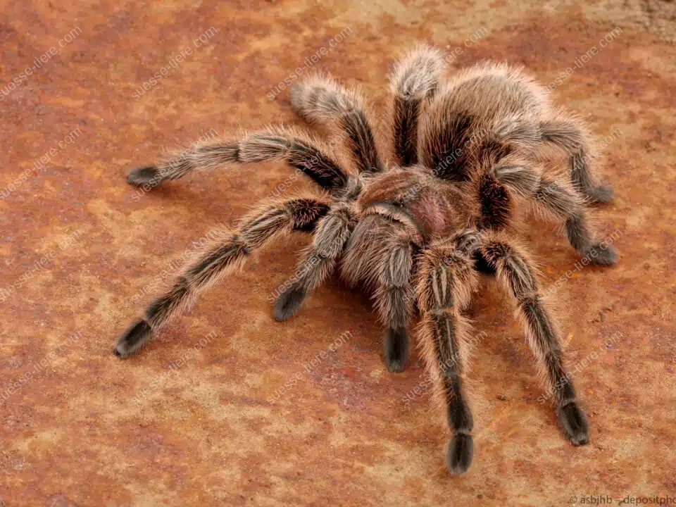 Eine braune, behaarte Vogelspinne sitzt auf einem rotbraunen Steinboden.