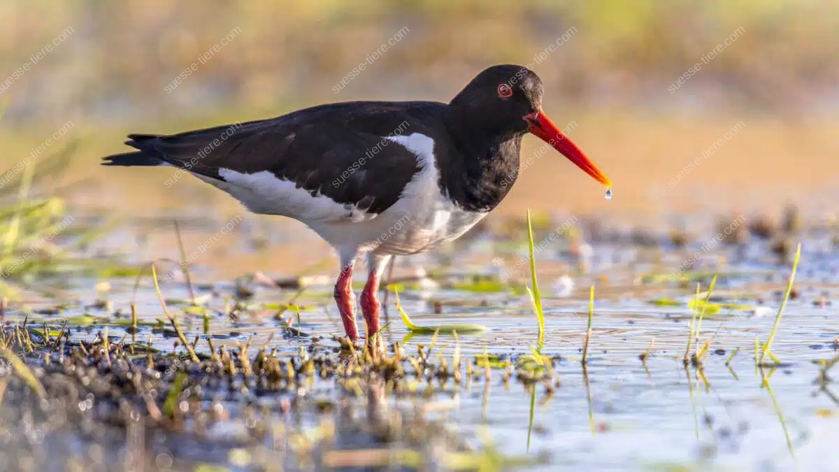 Ein Austernfischer mit rotem Schnabel steht im flachen Wasser am Wattenmeer.