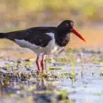 Ein Austernfischer mit rotem Schnabel steht im flachen Wasser am Wattenmeer.