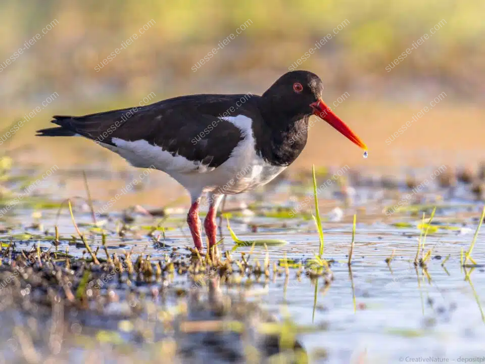 Ein Austernfischer mit rotem Schnabel steht im flachen Wasser am Wattenmeer.