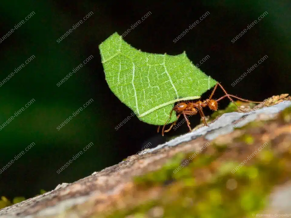 Eine Blattschneideameise balanciert ein großes Blattstück auf einem Baumstamm im tropischen Regenwald.