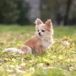 Ein langhaariger Chihuahua sitzt im Herbstlaub auf einer sonnigen Wiese.