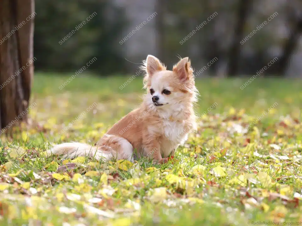 Ein langhaariger Chihuahua sitzt im Herbstlaub auf einer sonnigen Wiese.