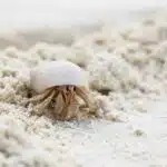 Ein Einsiedlerkrebs mit weißem Gehäuse bewegt sich über feinen, hellen Sand.