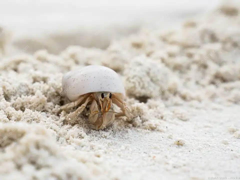Ein Einsiedlerkrebs mit weißem Gehäuse bewegt sich über feinen, hellen Sand.