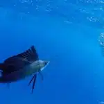 Ein Fächerfisch mit aufgestellter Rückenflosse jagt im offenen Blauwasser einen kompakten Fischschwarm.