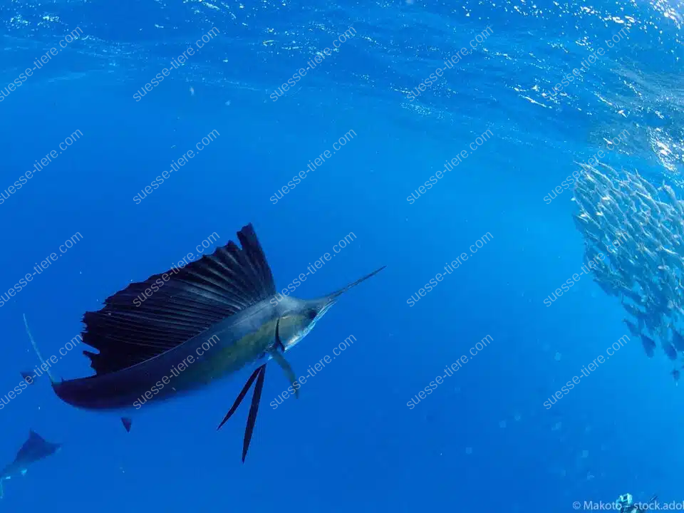 Ein Fächerfisch mit aufgestellter Rückenflosse jagt im offenen Blauwasser einen kompakten Fischschwarm.