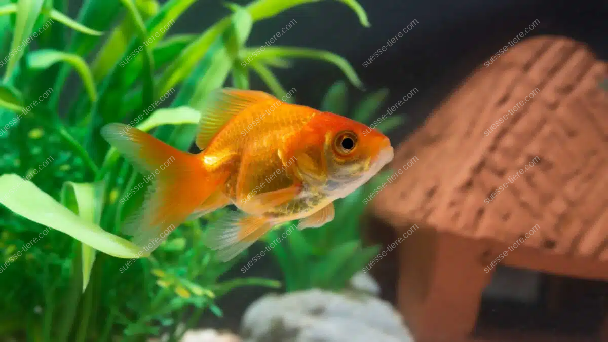 Ein Goldfisch schwimmt ruhig im Aquarium vor grünen Wasserpflanzen und einem kleinen Unterschlupf.