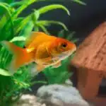 Ein Goldfisch schwimmt ruhig im Aquarium vor grünen Wasserpflanzen und einem kleinen Unterschlupf.
