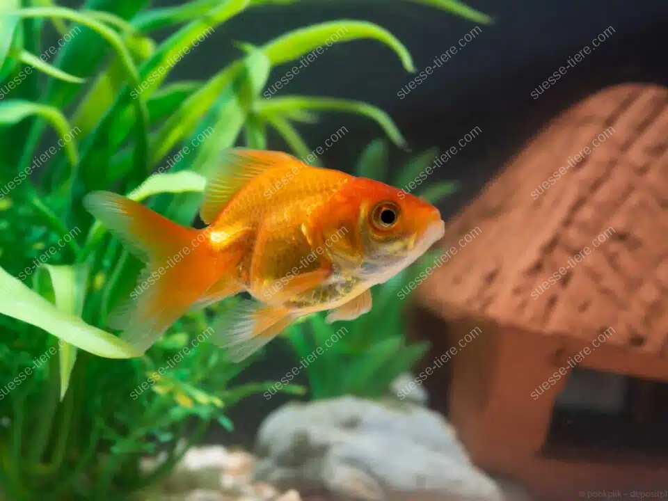 Ein Goldfisch schwimmt ruhig im Aquarium vor grünen Wasserpflanzen und einem kleinen Unterschlupf.