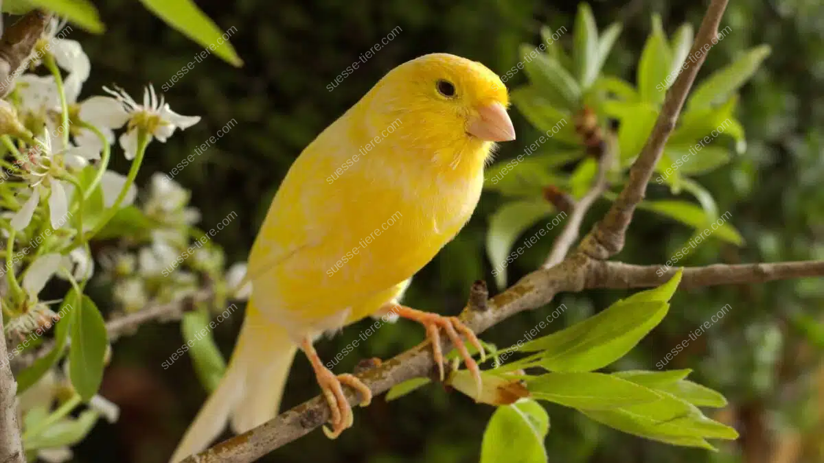 Ein leuchtend gelber Kanarienvogel sitzt auf einem blühenden Zweig im Garten.