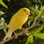 Ein leuchtend gelber Kanarienvogel sitzt auf einem blühenden Zweig im Garten.