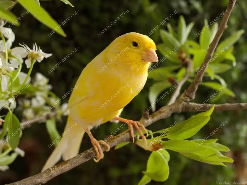 Ein leuchtend gelber Kanarienvogel sitzt auf einem blühenden Zweig im Garten.