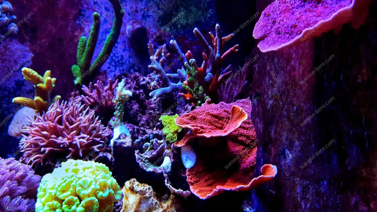 Verschiedene Korallenarten in kräftigen Farben unter blauem Licht.