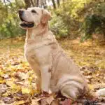 Ein hellbrauner Labrador sitzt im Herbstlaub und blickt aufmerksam nach vorne.