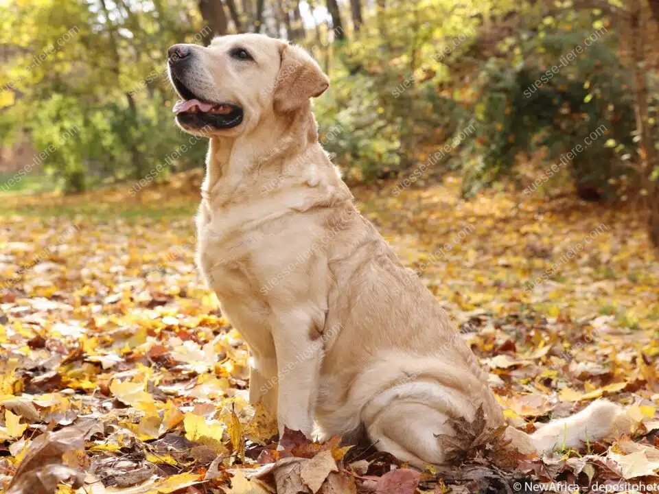 Ein hellbrauner Labrador sitzt im Herbstlaub und blickt aufmerksam nach vorne.